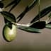 A single green olive hanging from an olive tree branch with leaves. - Olive Oil Times