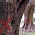 Close-up of a tree trunk showing a red 'X' marking on its surface. - Olive Oil Times