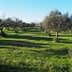 A row of olive trees in a green grassy field under a clear blue sky. - Olive Oil Times