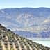 Expansive view of olive groves and rolling hills in Jaén, Spain, with a body of water in the foreground. - Olive Oil Times