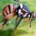 Close-up image of a fruit fly with distinctive markings on its body. - Olive Oil Times