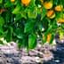 A branch of an orange tree bearing ripe oranges among green leaves. - Olive Oil Times