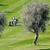 Two golfers walking on a green golf course surrounded by olive trees. - Olive Oil Times