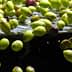 Green and black olives floating in water, with some submerged and others partially visible above the surface. - Olive Oil Times