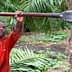 A man in an orange shirt using a long tool to harvest a palm tree. - Olive Oil Times