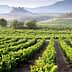 Rows of grapevines in a vineyard with a distant castle in the background in the Rioja region. - Olive Oil Times