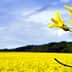Close-up of a canola flower with a bee on it, set against a yellow canola field. - Olive Oil Times
