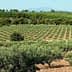 A landscape view of an olive grove with rows of olive trees on a hillside. - Olive Oil Times