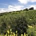Lush olive grove with rows of olive trees and a hillside in the background under a blue sky. - Olive Oil Times