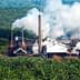 Palm oil processing facility with smoke rising from chimneys surrounded by palm trees. - Olive Oil Times