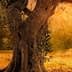 Two olive trees with textured trunks and a sunset in the background, casting warm light on the scene. - Olive Oil Times