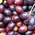 A close-up view of freshly harvested Leccino olives with varying shades of purple and green. - Olive Oil Times