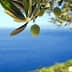 Olive branch with green olives hanging above a blue sea in the background. - Olive Oil Times