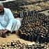 Two men working with black plastic containers filled with soil for olive seedlings in Pakistan. - Olive Oil Times
