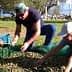 Three individuals collecting olives from a net on the ground during the harvesting process. - Olive Oil Times