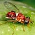 A close-up view of a fruit fly with reddish-brown body and iridescent eyes on a green surface. - Olive Oil Times