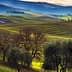 Landscape featuring rolling green hills and olive trees under a cloudy sky. - Olive Oil Times