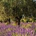 Olive trees growing among vibrant lavender plants in a field setting. - Olive Oil Times