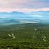 Aerial view of expansive olive groves with rolling hills and distant mountains under a cloudy sky. - Olive Oil Times