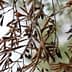Branch of an olive tree featuring dried olives and leaves against a blurred background. - Olive Oil Times