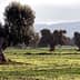 A solitary olive tree in a field with several other olive trees in the background. - Olive Oil Times