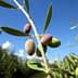 Close-up of an olive tree branch featuring ripening olives in various colors against a blue sky. - Olive Oil Times