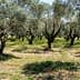 A grove of olive trees with green foliage and a grassy ground cover. - Olive Oil Times