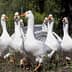 A group of white geese with outstretched wings standing on the ground. - Olive Oil Times