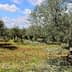 A grove of olive trees with green foliage and a clear blue sky in the background. - Olive Oil Times