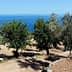 Olive trees in a grove with a view of the sea in the background. - Olive Oil Times