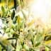 Branch of an olive tree with green olives and leaves illuminated by sunlight. - Olive Oil Times