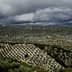 A panoramic view of an olive grove with rows of olive trees under a cloudy sky. - Olive Oil Times