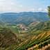 A scenic view of terraced vineyards and olive trees on rolling hills under a blue sky. - Olive Oil Times