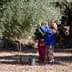 A woman in a blue sweater and patterned pants harvesting olives from a tree while a child watches nearby. - Olive Oil Times