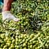 Hands wearing gloves sorting through a large pile of green olives with leaves. - Olive Oil Times