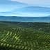 Aerial view of expansive olive groves with rolling hills in the background. - Olive Oil Times