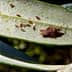 A brown insect resting on a green olive leaf with small pests visible on the surface. - Olive Oil Times