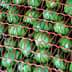 A close-up view of green olives enclosed in a red netting for storage or transport. - Olive Oil Times
