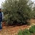 Man standing beside an olive tree in an agricultural field with green plants in the background. - Olive Oil Times