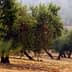 Row of olive trees in a field with a blurred background and foggy atmosphere. - Olive Oil Times