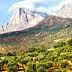 Olive trees in a grove with mountains and clouds in the background under a clear sky. - Olive Oil Times