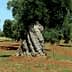 An olive tree with a thick trunk and lush green foliage in an orchard setting. - Olive Oil Times