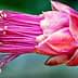 Close-up of a cactus flower featuring vibrant pink petals and yellow stamen. - Olive Oil Times