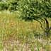 An olive tree standing in a grassy field with wildflowers and greenery. - Olive Oil Times