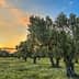 Olive trees in a field during sunset with a colorful sky and green grass. - Olive Oil Times