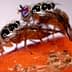 Two Mediterranean fruit flies mating on a piece of fruit with visible details of their bodies. - Olive Oil Times