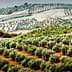 Expansive view of olive trees arranged in rows on rolling hills in a rural landscape. - Olive Oil Times