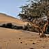 A solitary tree standing in a sandy desert landscape with dunes in the background. - Olive Oil Times