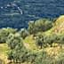 A hillside with rows of olive trees growing on a sloped terrain in a green landscape. - Olive Oil Times