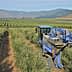 Blue olive harvesting machine operating in a green olive grove with rows of trees. - Olive Oil Times